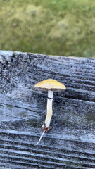 Psilocybe cubensis
