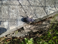 Carabus scabrosus tauricus