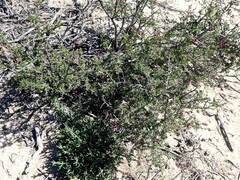 Indigofera nigromontana