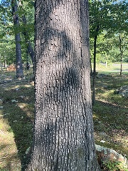 Quercus stellata