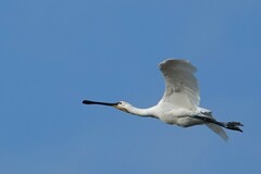 Platalea leucorodia