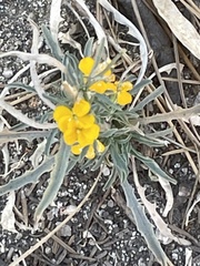Erysimum capitatum