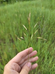 Bromus riparius