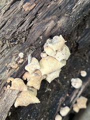 Panellus