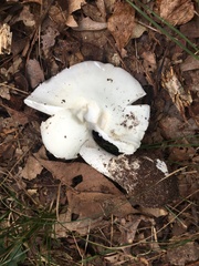 Phalloideae
