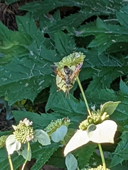 Tachytes guatemalensis