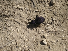 Carabus scabrosus tauricus