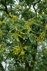 Koelreuteria paniculata