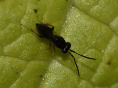 Megaspilidae