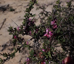 Indigofera nigromontana