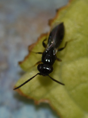 Megaspilidae