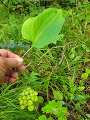 Smilax ecirrhata