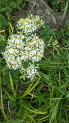 Doellingeria umbellata