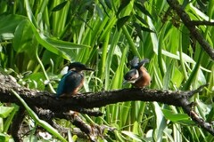 Alcedo atthis