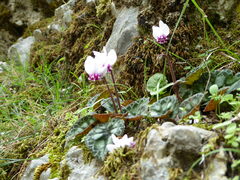 Cyclamen graecum