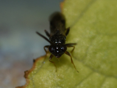 Megaspilidae
