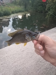Lepomis cyanellus