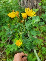Hieracium umbellatum