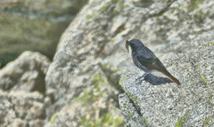 Phoenicurus ochruros gibraltariensis
