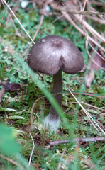 Cyanula