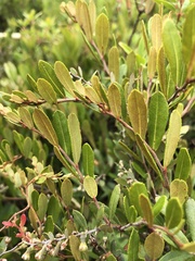 Chamaedaphne calyculata