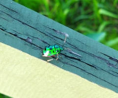 Chrysocoris stollii