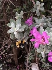 Bombus sonorus