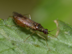 Dicyphus pallidus