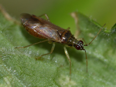 Dicyphus pallidus