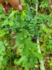 Hieracium umbellatum