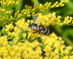 Eristalis dimidiata