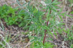 Artemisia campestris