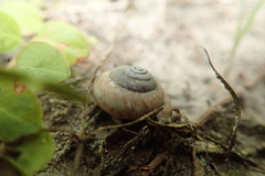 Euomphalia strigella