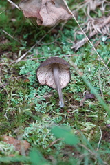 Cyanula