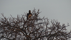 Polemaetus bellicosus