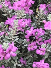 Bombus sonorus