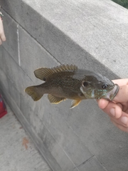 Lepomis cyanellus