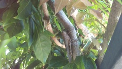 Anacridium aegyptium