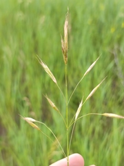 Bromus riparius