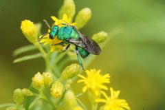 Chrysididae