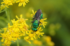 Chrysididae