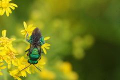 Chrysididae