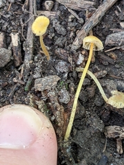 Mycena crocea