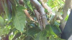 Anacridium aegyptium