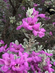 Bombus sonorus