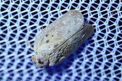 Melormenis