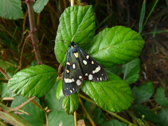 Callimorpha dominula