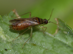 Dicyphus pallidus