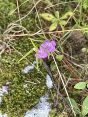 Agalinis purpurea
