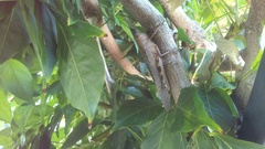 Anacridium aegyptium